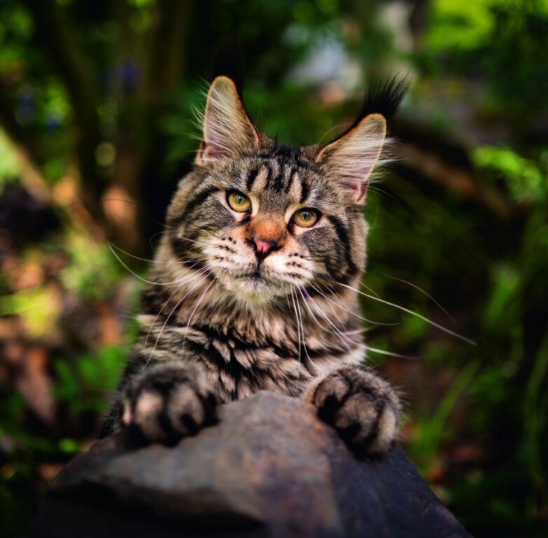 Cats 2026 - nástěnný kalendář