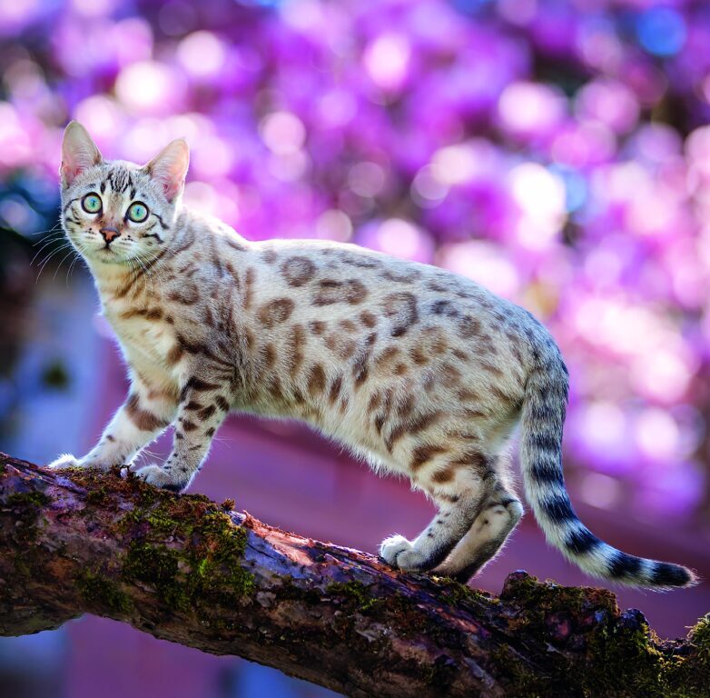 Cats 2026 - nástěnný kalendář