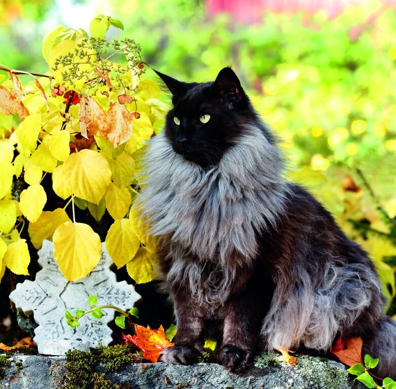 Cats 2026 - nástěnný kalendář