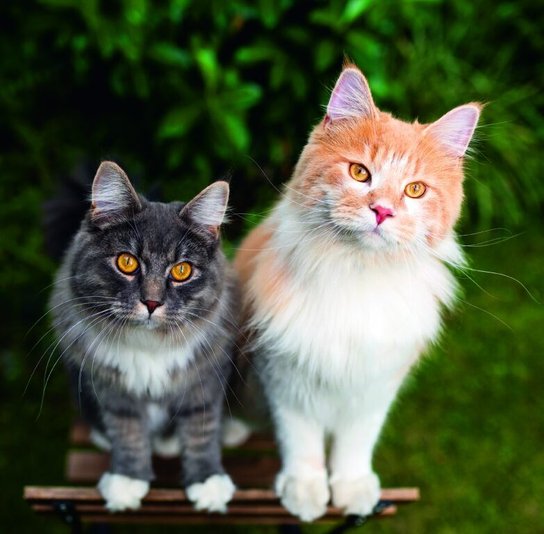 Cats 2026 - nástěnný kalendář