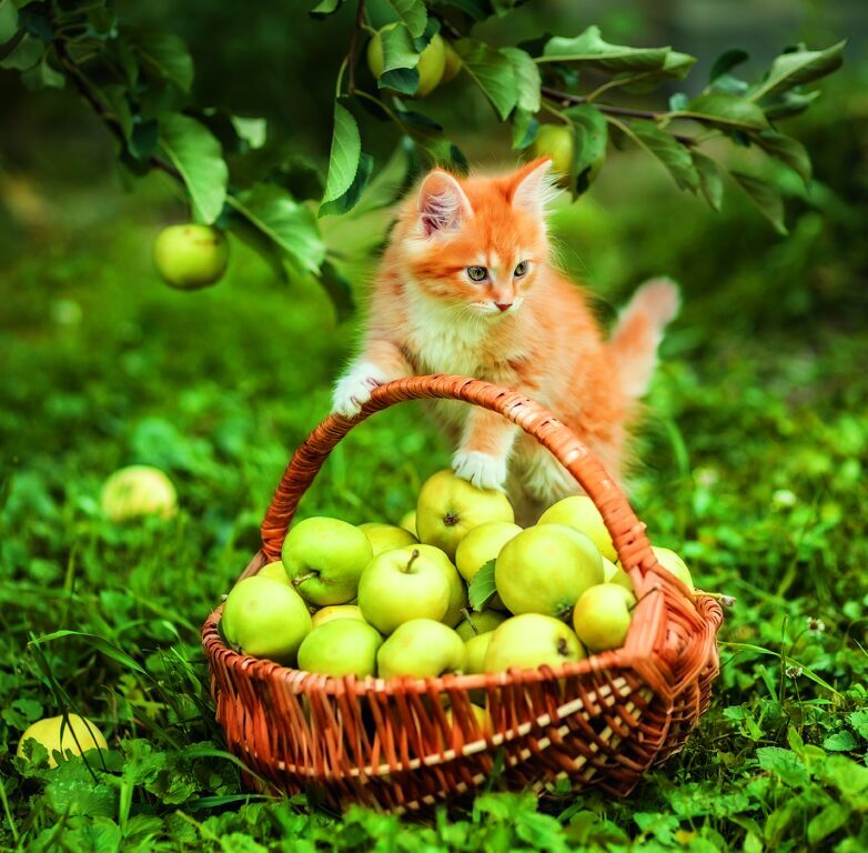Cats 2026 - nástěnný kalendář