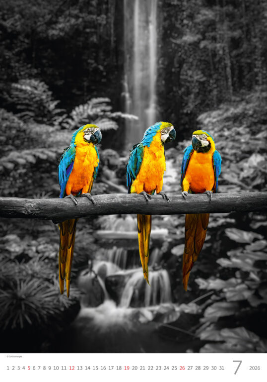 Colour Art 2026 - nástěnný kalendář