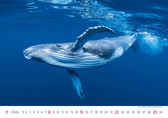 Deep Blue 2026 - nástěnný kalendář