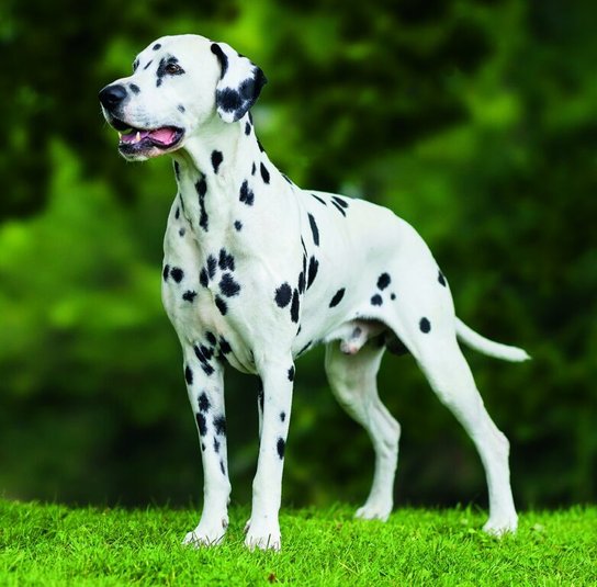 Dogs 2026 - nástěnný kalendář