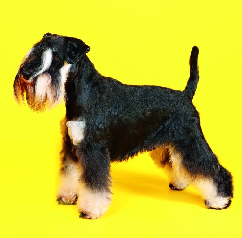 Dogs 2026 - nástěnný kalendář