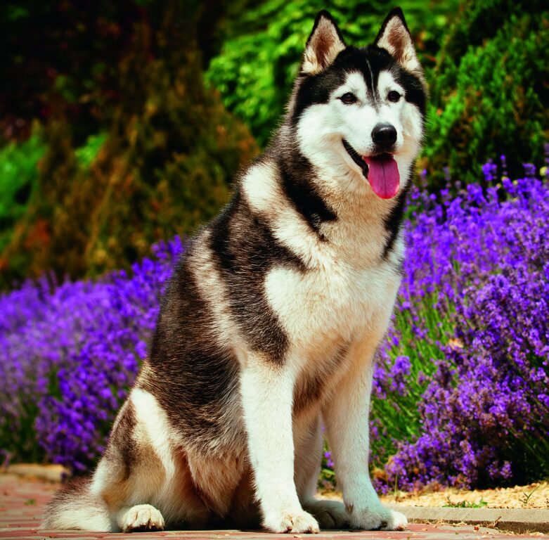 Dogs 2026 - nástěnný kalendář