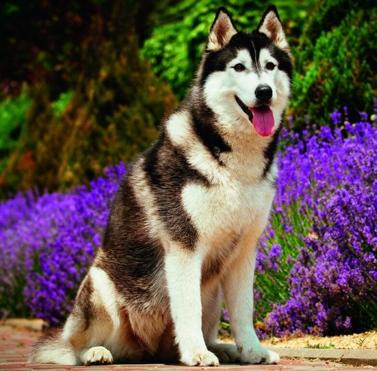 Dogs 2026 - nástěnný kalendář