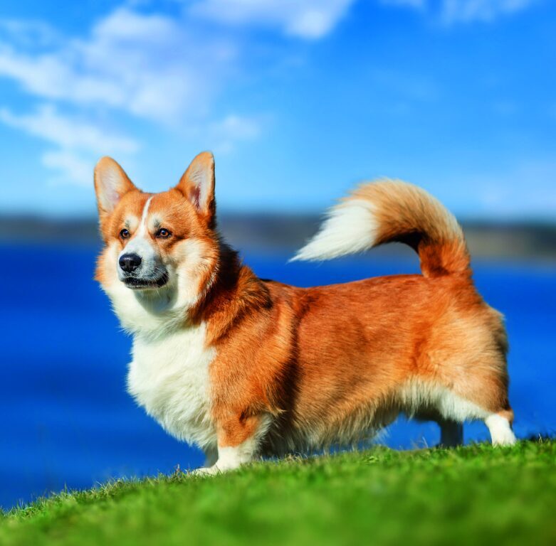 Dogs 2026 - nástěnný kalendář
