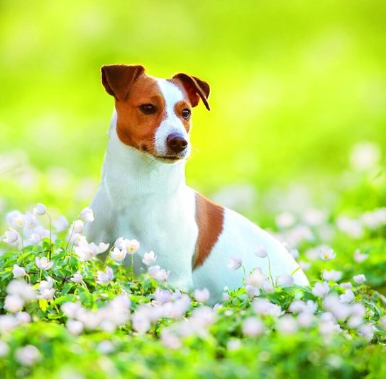 Dogs 2026 - nástěnný kalendář