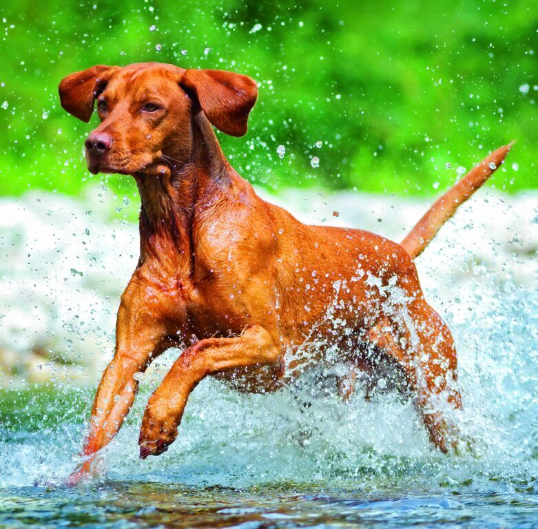 Dogs 2026 - nástěnný kalendář