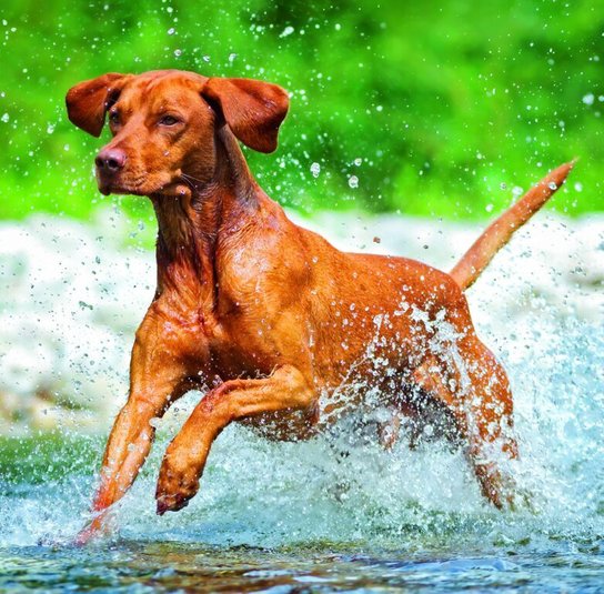 Dogs 2026 - nástěnný kalendář