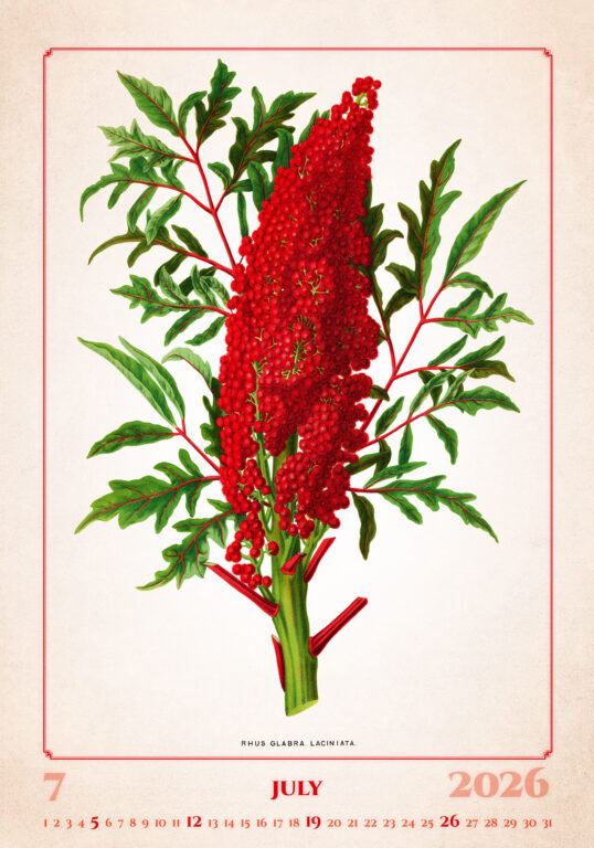 Herbarium 2026 - nástěnný kalendář