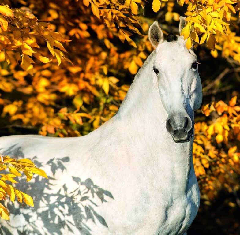 Horses 2026 - nástěnný kalendář