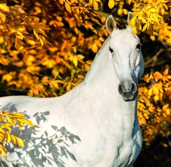 Horses 2026 - nástěnný kalendář