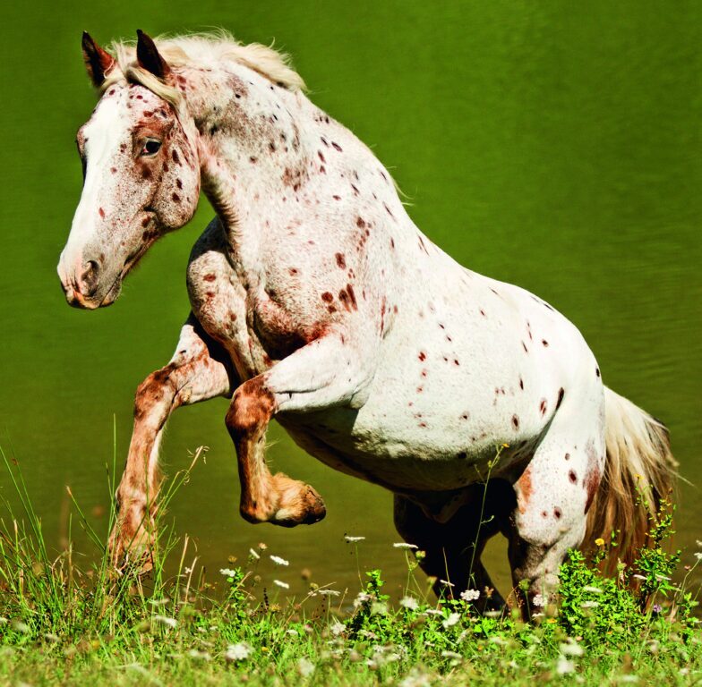 Horses 2026 - nástěnný kalendář