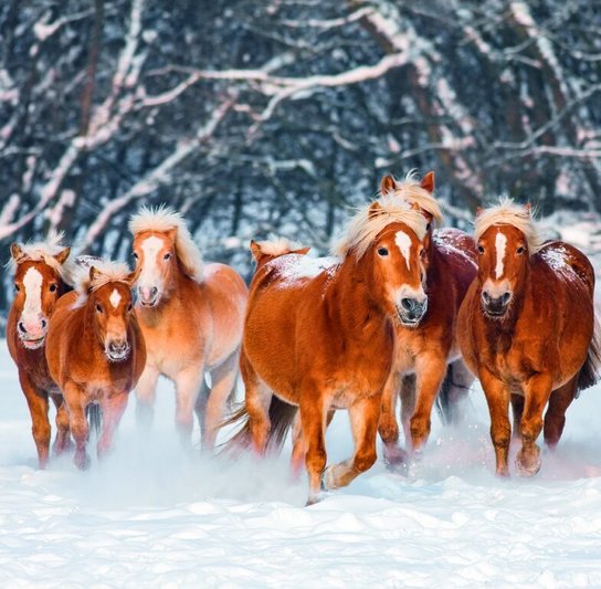 Horses 2026 - nástěnný kalendář