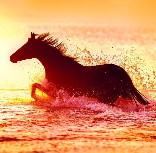 Horses 2026 - nástěnný kalendář