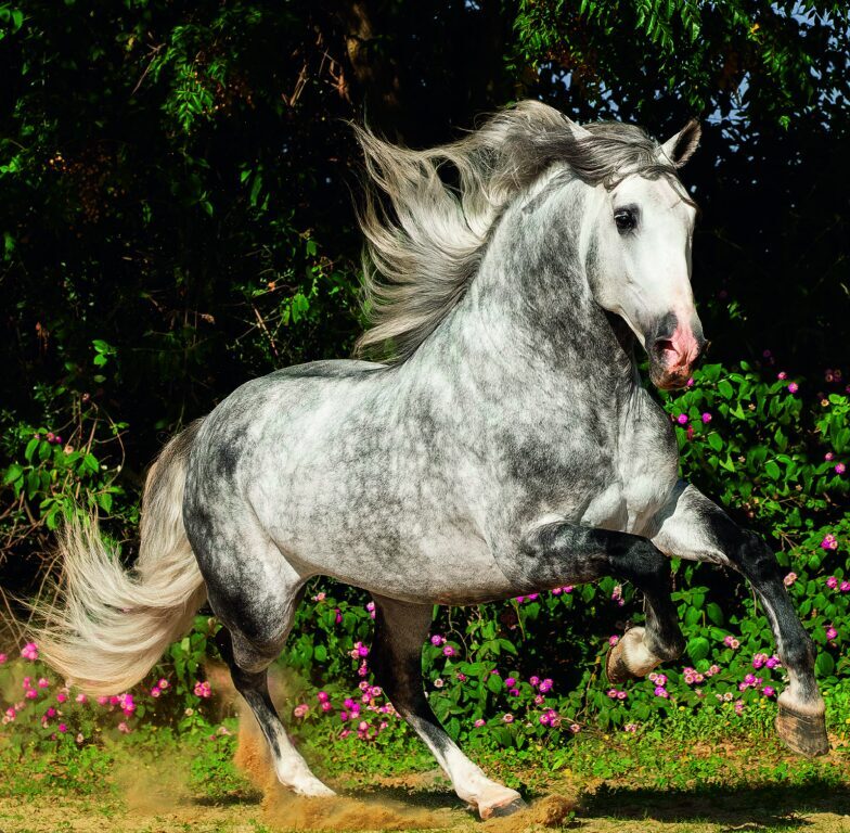 Horses 2026 - nástěnný kalendář