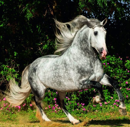 Horses 2026 - nástěnný kalendář