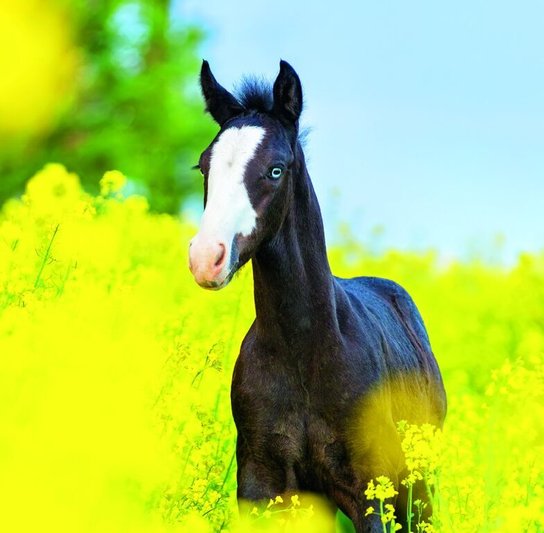 Horses 2026 - nástěnný kalendář