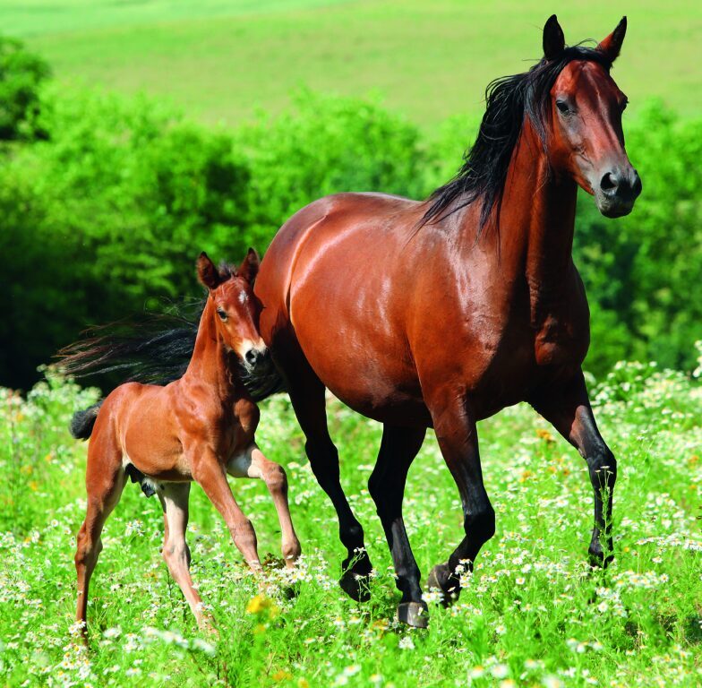 Horses 2026 - nástěnný kalendář