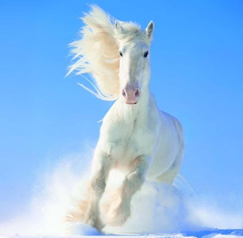 Horses 2026 - nástěnný kalendář