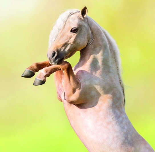 Horses 2026 - nástěnný kalendář