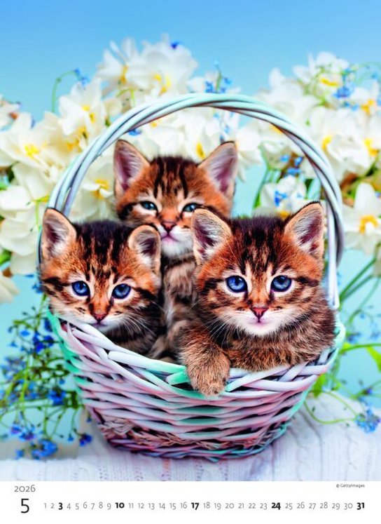 Koťátka 2026 - nástěnný kalendář