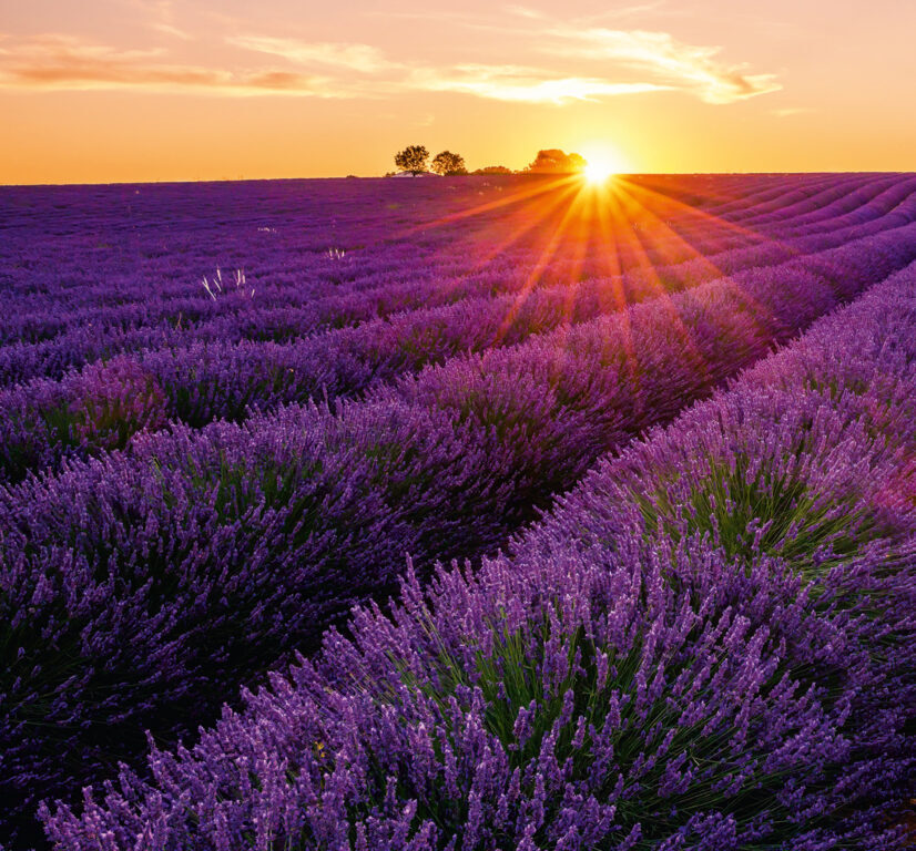 Provence vázanka 2026 - nástěnný kalendář