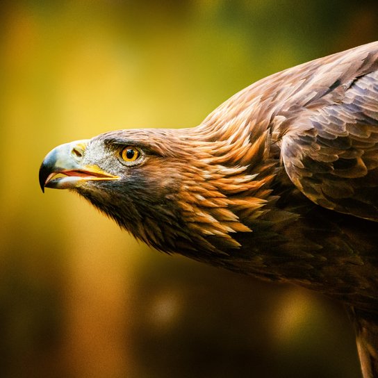 Divoká zvířa 2026 - nástěnný kalendář
