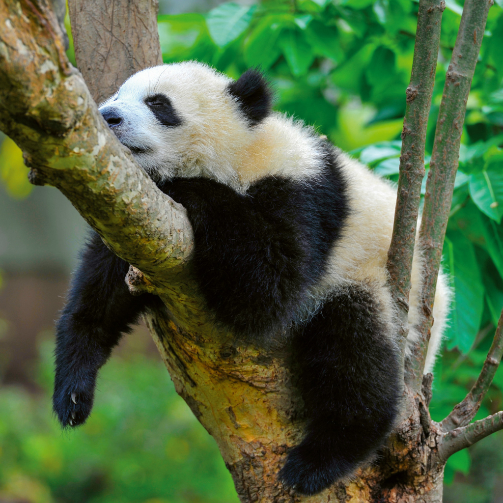 Poznámkový kalendář Pandy 2026 - nástěnný kalendář
