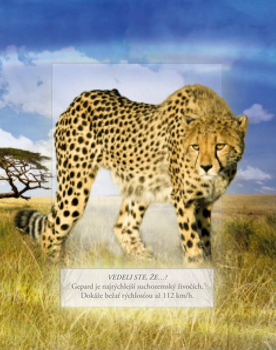 Zvieratá zo safari