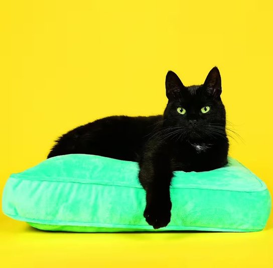 Cats 2026 - nástěnný kalendář
