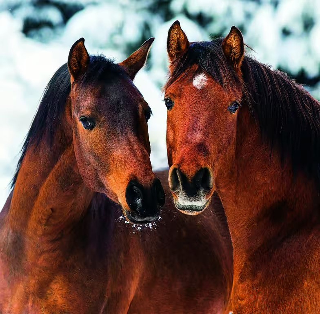 Horses 2026 - nástěnný kalendář