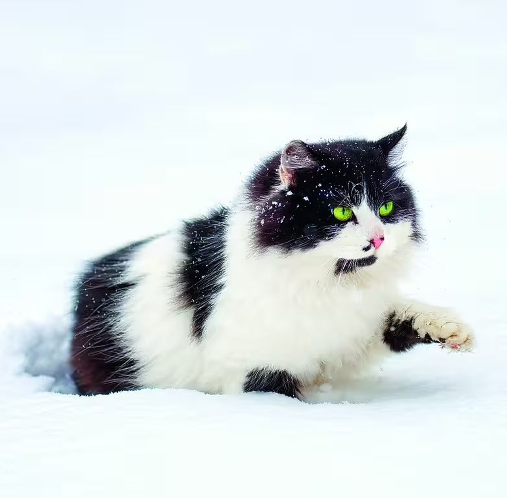 Cats 2026 - nástěnný kalendář