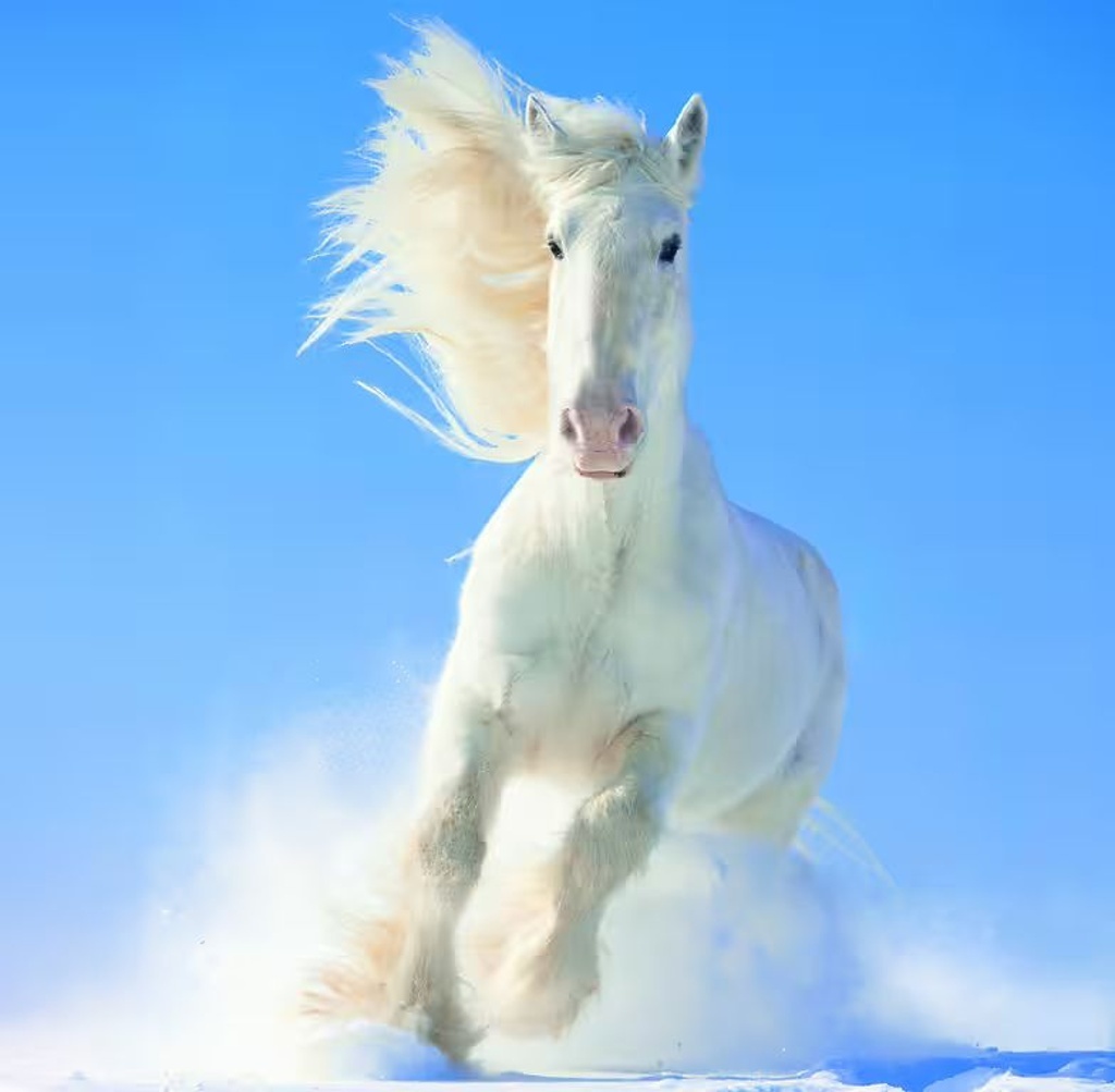 Horses 2026 - nástěnný kalendář