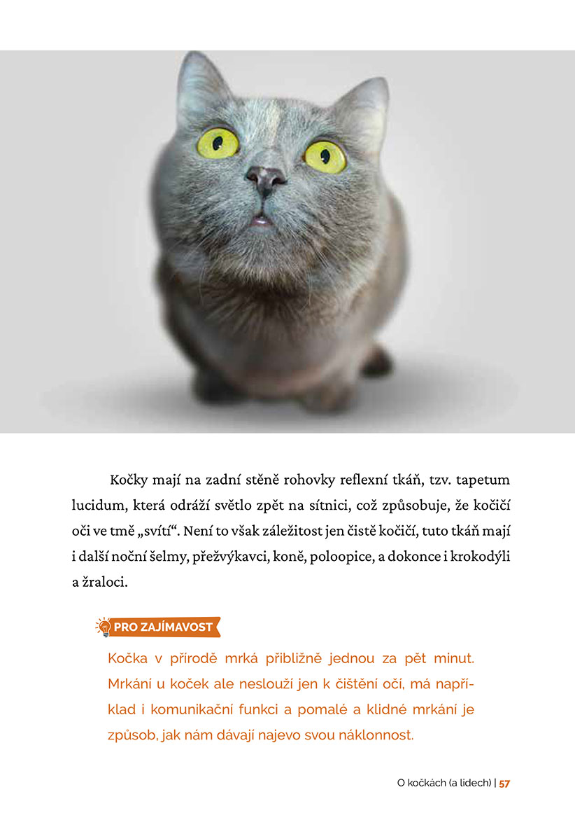 Kočky léčí