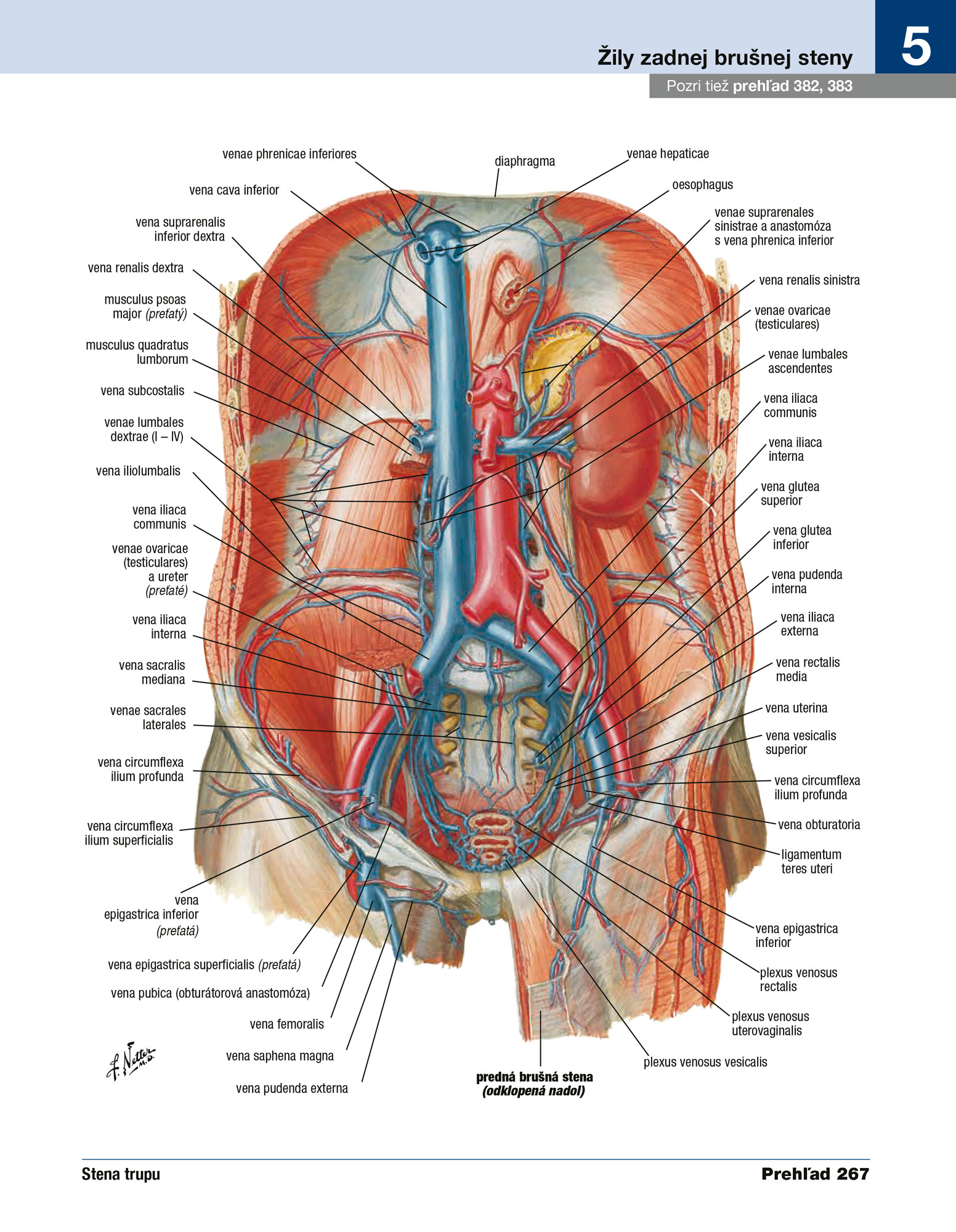 Netterov anatomický atlas človeka