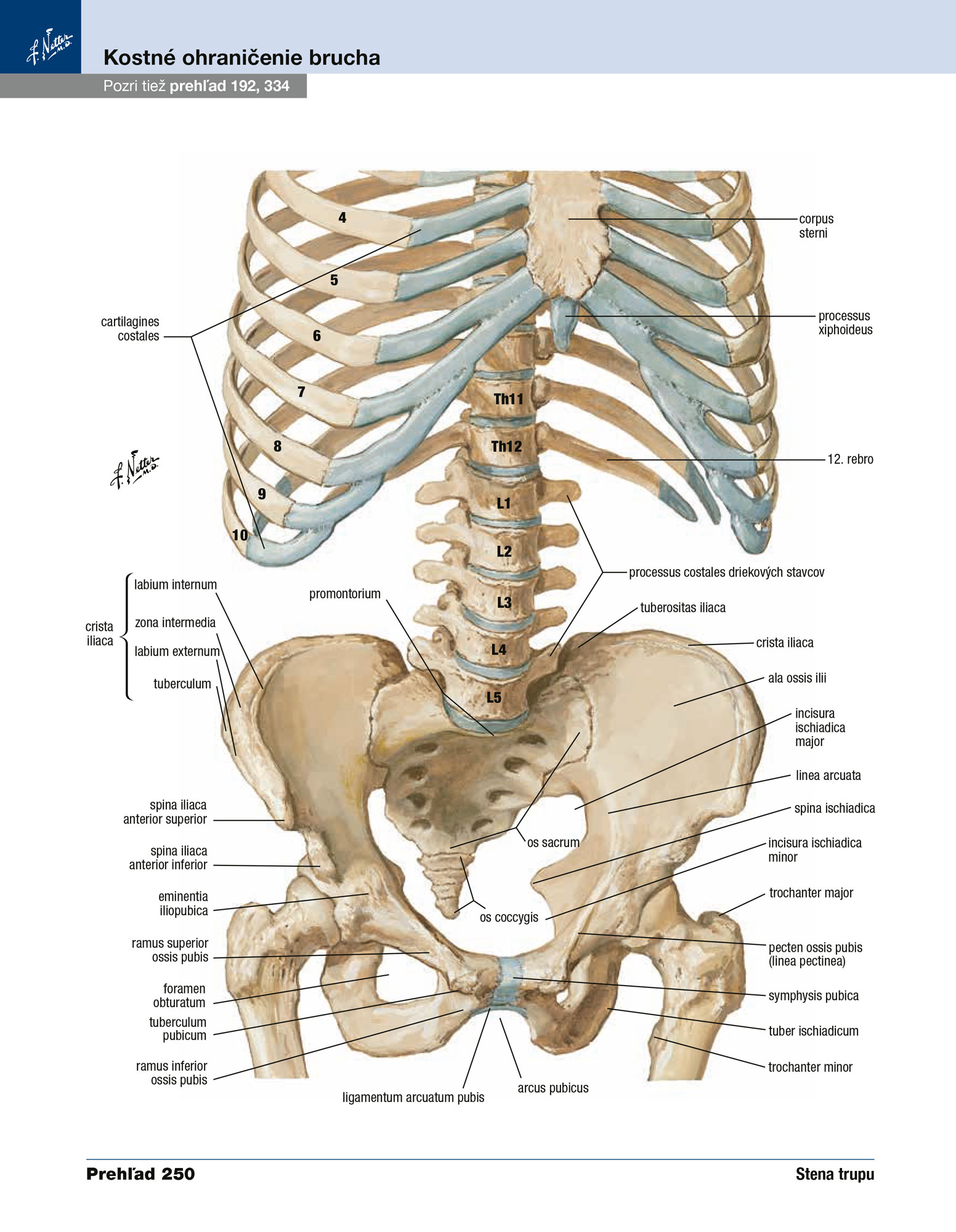 Netterov anatomický atlas človeka