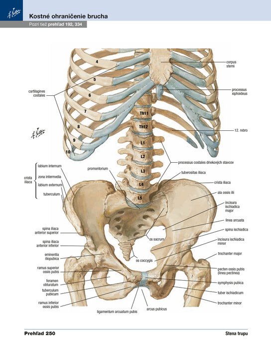 Netterov anatomický atlas človeka