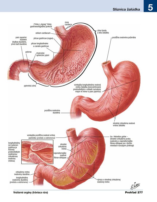 Netterov anatomický atlas človeka