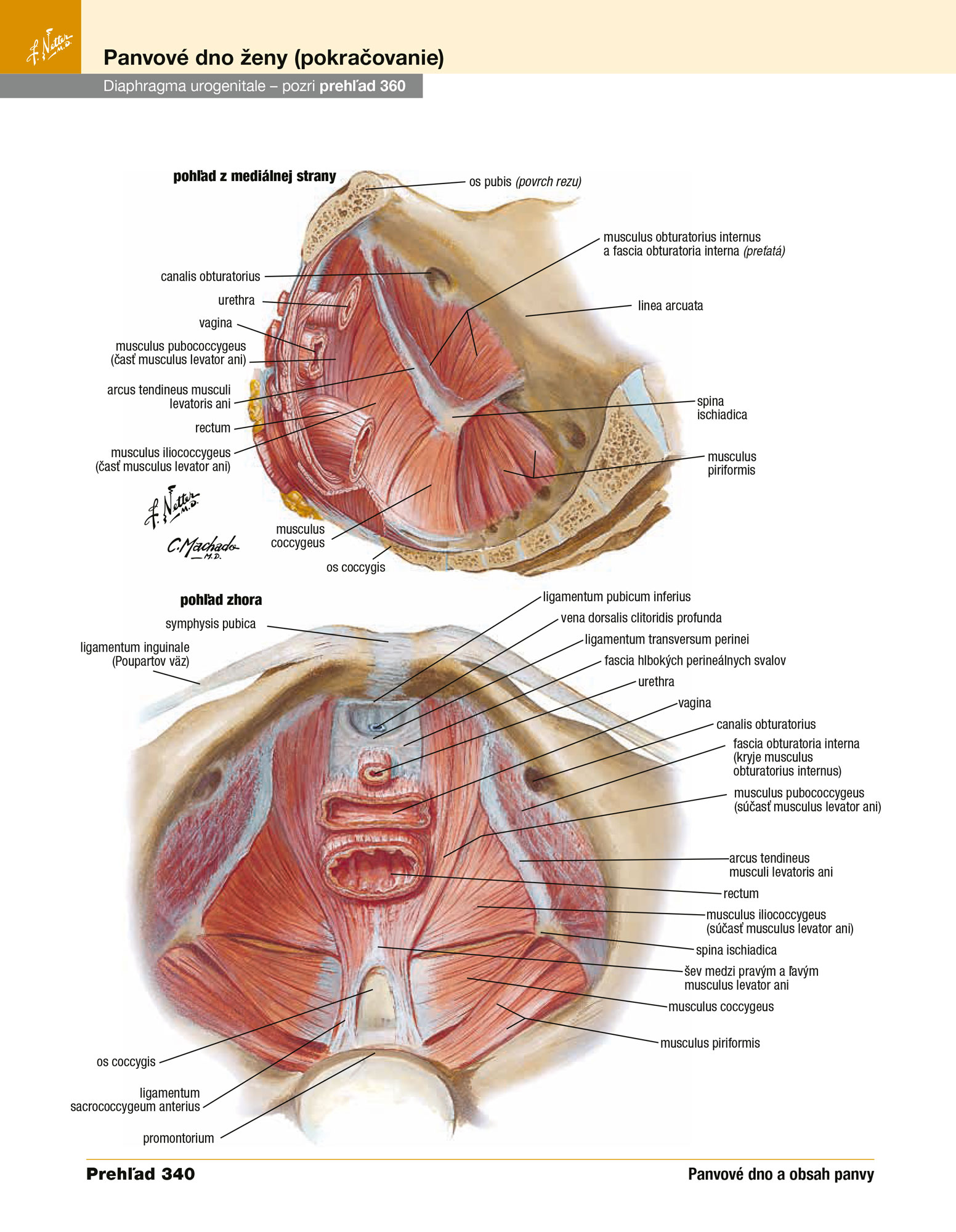 Netterov anatomický atlas človeka