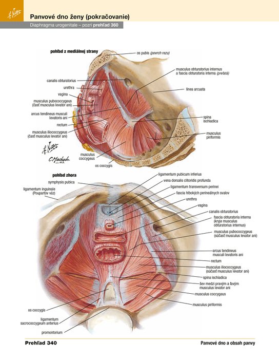 Netterov anatomický atlas človeka