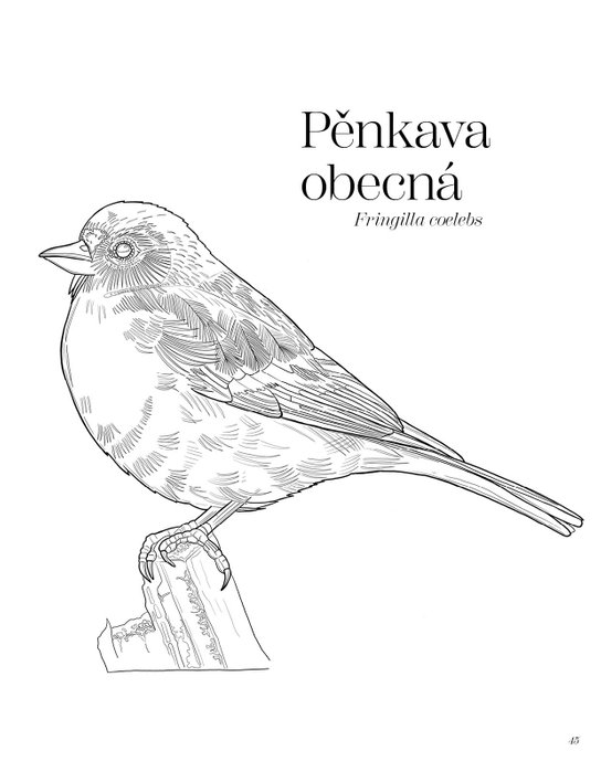 Ptačí omalovánky Pavlíny Kourkové 