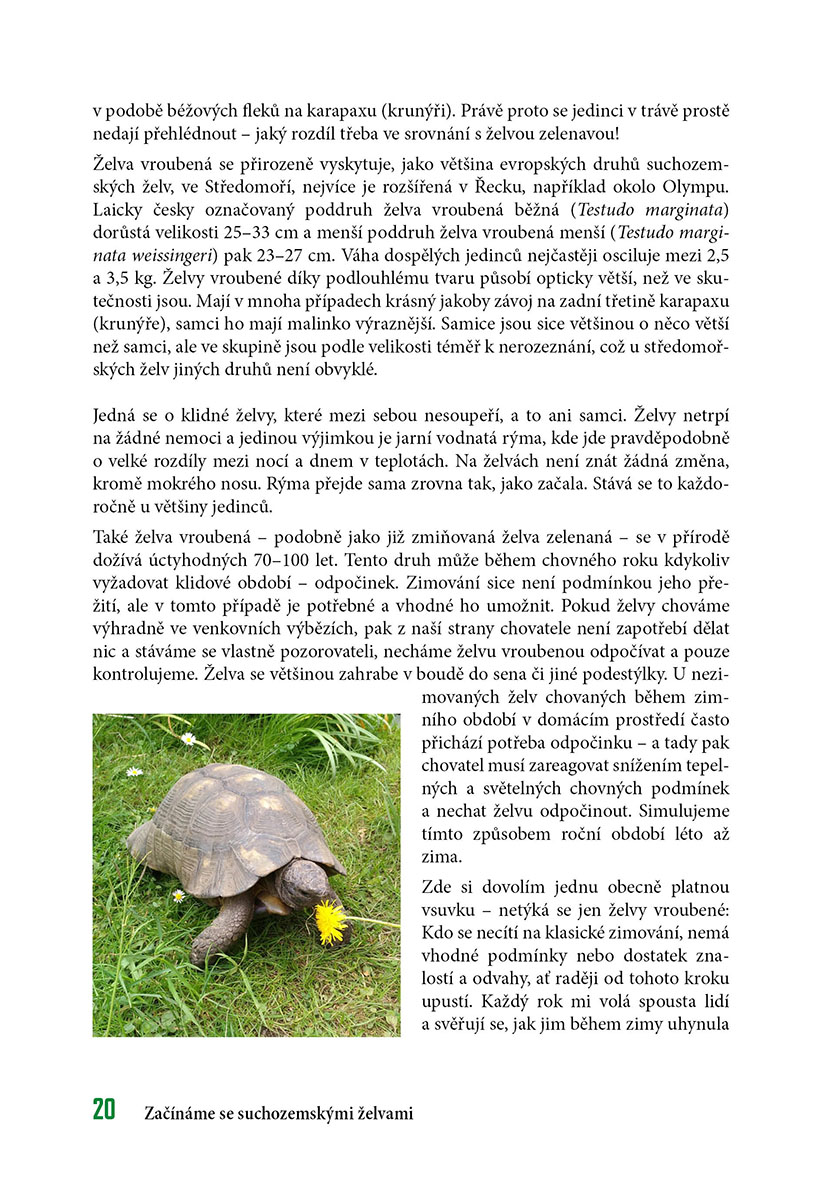 Začínáme se suchozemskými želvami