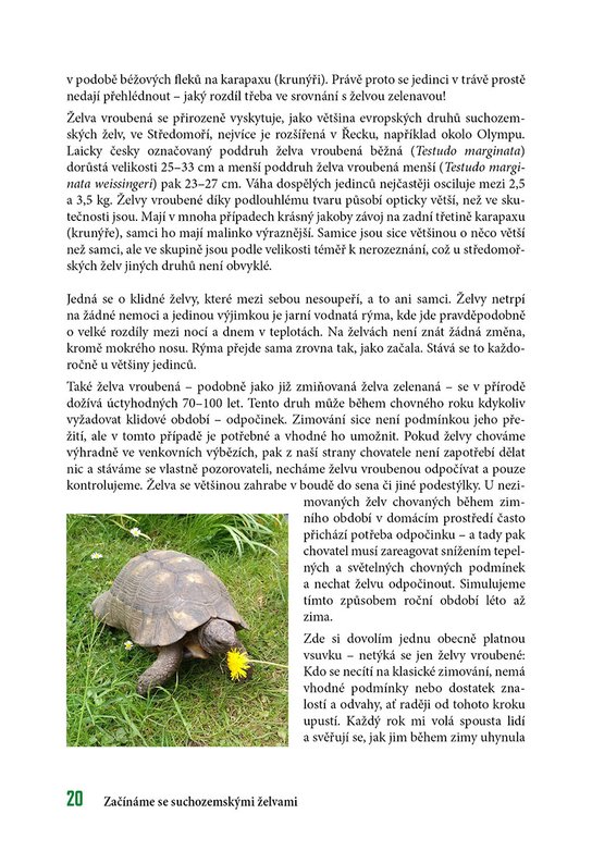 Začínáme se suchozemskými želvami