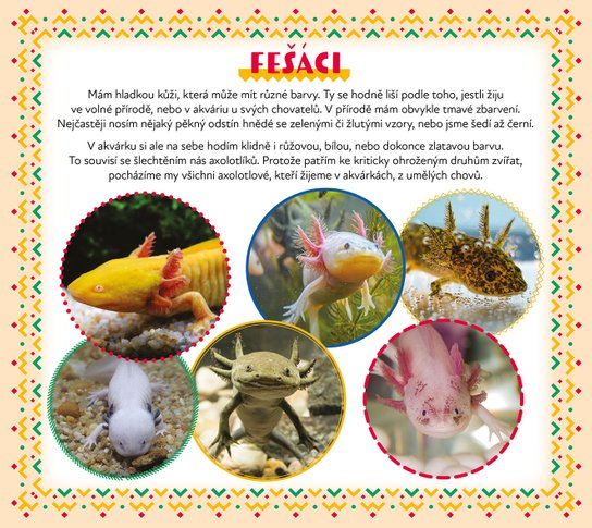 Axolotl Kuba