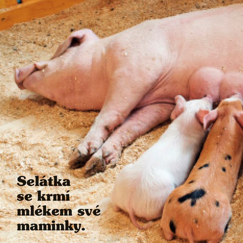 Statek Moje malá knížka BOX