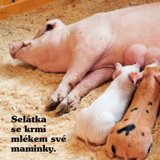 Statek Moje malá knížka BOX