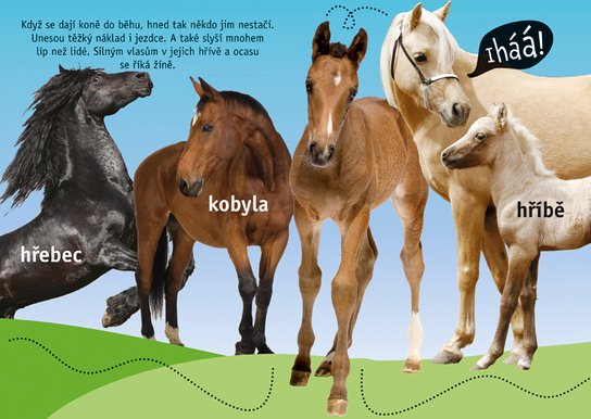 Pohlaď si zvířátko Zvířátka na farmě